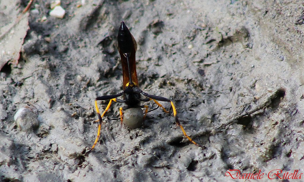 Sceliphron caementarium che raccoglie fango